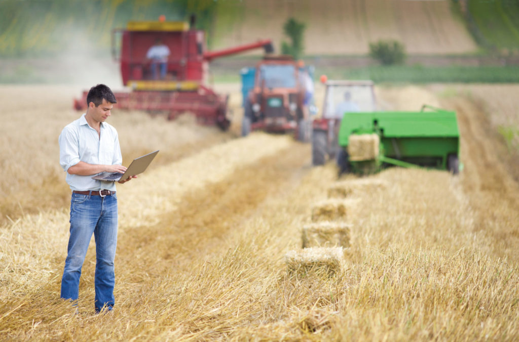 Man looking at his Laptop in Wheat Field