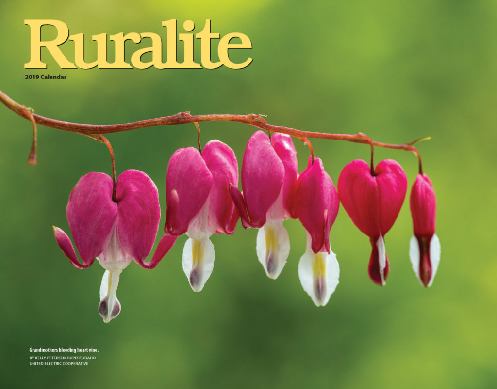 Cover Image of the 2019 Ruralite Calendar