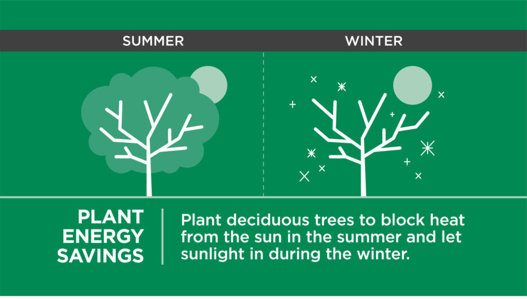 Plant Energy Savings: Plant Deciduous trees to block heat from the sun in the summer and let sunlight in during the winter