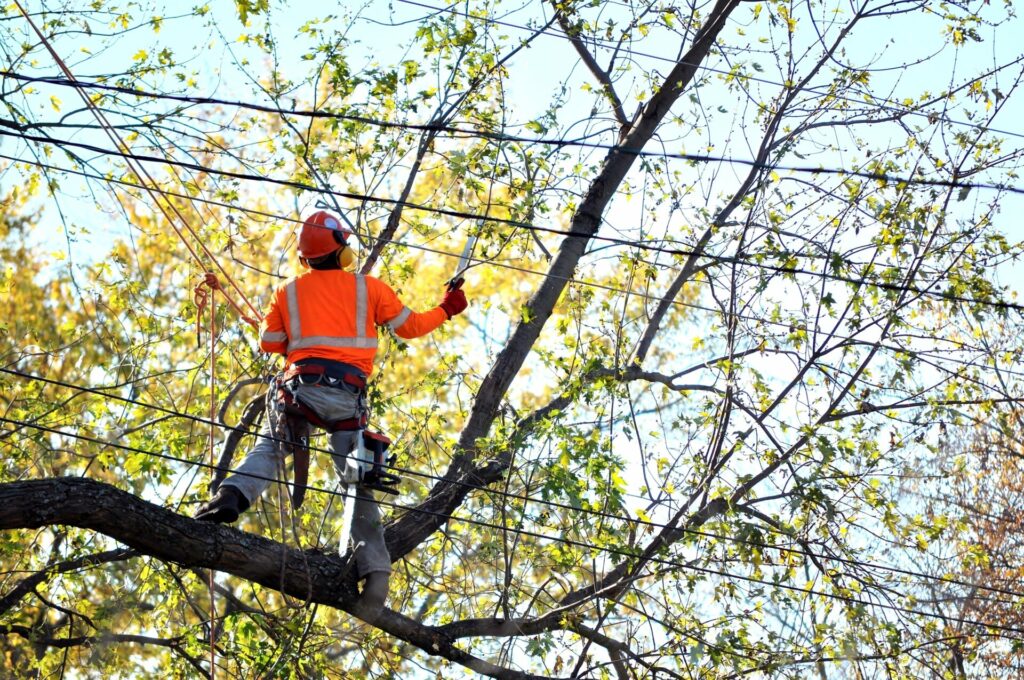 a professional tree trimmer prunes branches near a power line. He is wearing a hard hat, safety vest and ear protection.