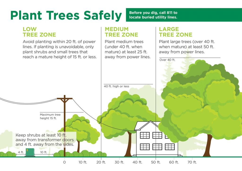 Plant Tree Safely Guide Infographic