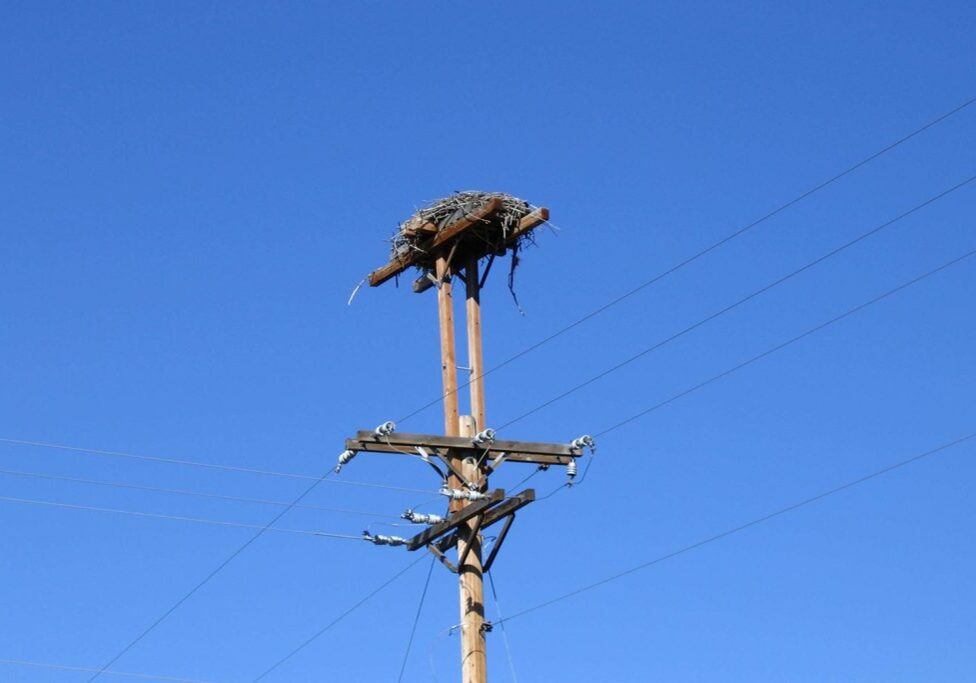 An Osprey nest built on a stand above the utility pole meant to protect the bird and the reliability of electricity