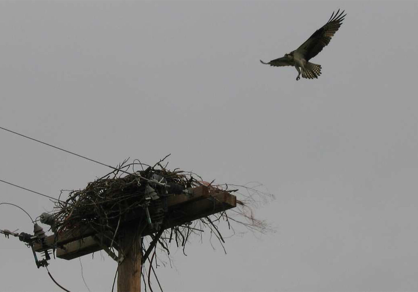 An Osprey flies towards its nest built on the top of a utility pole