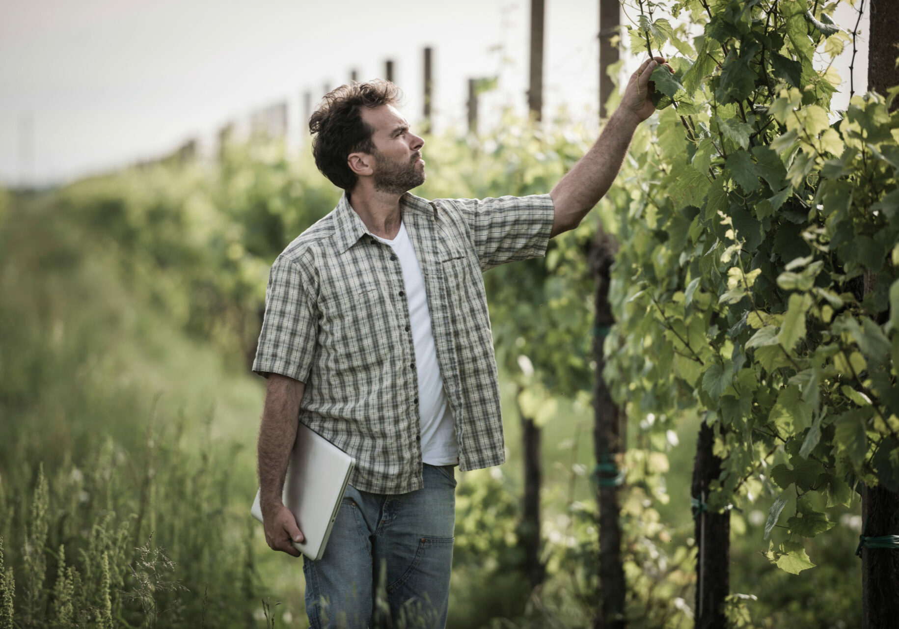 Man inspects grape vines while holding a laptop